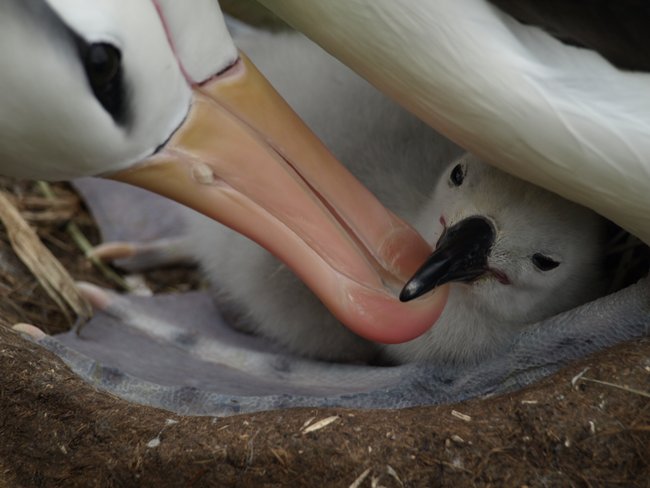 ../../Pictures/241209/113 blackbrowded Albatross.JPG